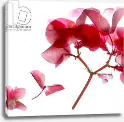 Постер МакЛемор Юлия (совр) Begonia Pink VII