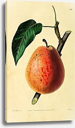 Постер Груша Фламандская красавица