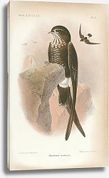 Постер Eulabeornis Woodfordi