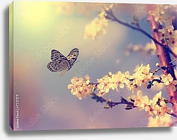 Постер бабочка, садящаяся на цветущую вишню