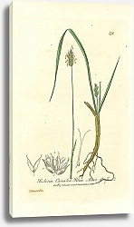 Постер Sesleria Cerulea. Blue Moor-grass 1