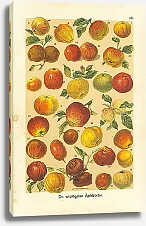 Постер Die wichtigsten Apfelsorten
