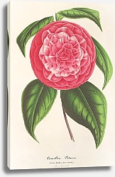 Постер Лемер Шарль Camellia Petazzi