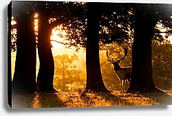 Постер Олень выглядывает из-за деревьев в лучах заходящего солнца