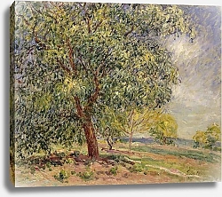 Постер Сислей Альфред (Alfred Sisley) Walnut Tree at Sablons in Spring; Noyers aux Sablons, Primptemps, 1885