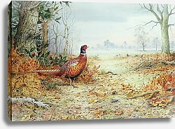 Постер Даннер Карл (совр) Cock Pheasant 1