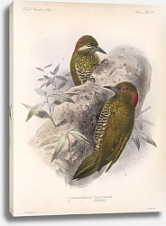 Постер Птицы J. G. Keulemans №64