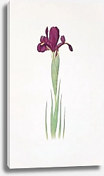 Постер Iris filifolia