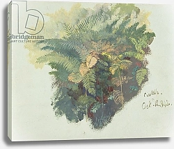 Постер Лир Эдвард A Study of Ferns, Citivella, 1842,