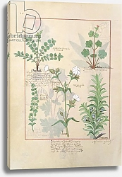 Постер Тестард Робинет (бот) Ms Fr. Fv VI #1 fol.135v Illustration from 'The Book of Simple Medicines'