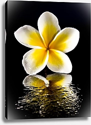 Постер Желто-белый цветок на воде