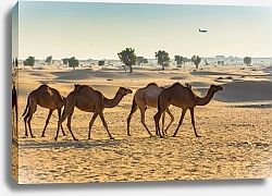Постер Группа верблюдов, идущих по пустыне