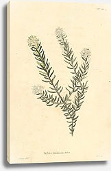 Постер Phylica Rosmarinifolia