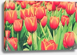 Постер Красные тюльпаны с винтажным фильтром