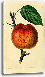 Постер Яблоко Lucombe's Seedling