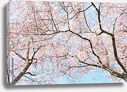 Постер Цветущая верхушка дерева