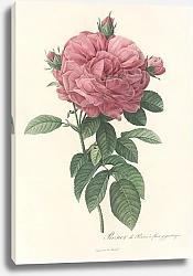 Постер Редюти Пьер Rosa Gallica Flore giganteo