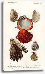 Постер Разные виды раковин моллюсков 4