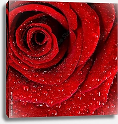 Постер Ярко-красная роза с каплями воды №3