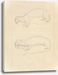 Постер Сауэрби Джеймс Two Weasels.