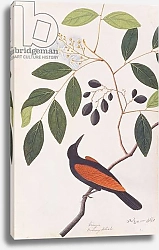 Постер Школа: Китайская 19в. Greater Coucal, from 'Drawings of Birds from Malacca', c.1805-18