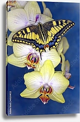 Постер Бабочка на цветах орхидеи 2