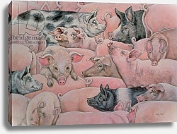 Постер Дитц (совр) Pig-Spread