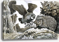 Постер Бэкхаус Д. (совр) Unidentified bird attacking a hedgehog