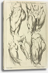 Постер Рубенс Петер (Pieter Paul Rubens) Studies of male loins