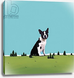 Постер Уэйс Марджори (совр) Boston Terrier, 2008
