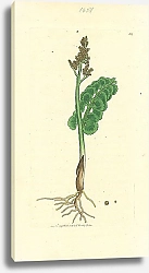Постер Sowerby Ботаника №15 1