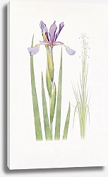 Постер Iris spuria