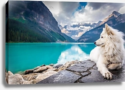 Постер Белая собака у горного озера