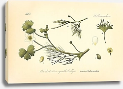 Постер Flora von Deutschland №16