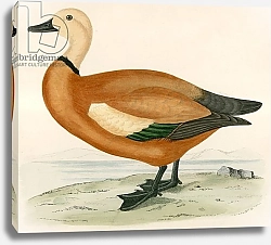 Постер Моррис (акв, птицы) Ruddy Shieldrake