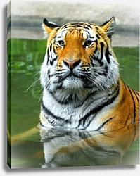 Постер Купание тигра