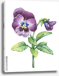 Постер Фиолетовый цветок анютиных глазок 1