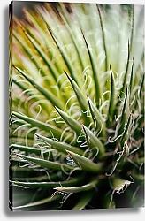 Постер Остролистое растение