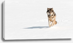 Постер Бегущий по снегу волк