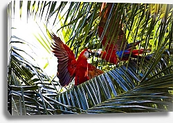 Постер Красные попугаи в листве