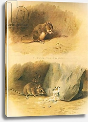 Постер Торнбурн Арчибальд (Бриджман) St Kilda House Mouse and Common Mouse, from Thorburn's Mammals published by Longmans and Co, c. 1920