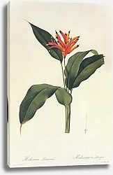 Постер Heliconia psittacorum LF