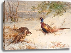 Постер A winter dawn, pheasants in the snow