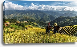 Постер Рисовые поля на террасах Му Кан Чай, Вьетнам