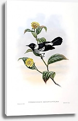 Постер Scaly-necked Pied Flycatcher - Piezorhynchus squamulatus