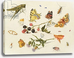 Постер Кессель Фердинанд Study of Insects, Flowers and Fruits, 17th century