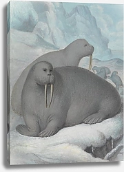 Постер Сауэрби Джеймс Tusked Walruses
