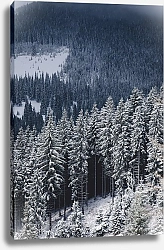 Постер Зимний хвойный лес