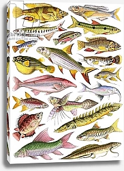 Постер Школа: Английская 20в. Fresh-water Fishes of the Empire - African