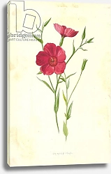 Постер Хулм Фредерик (бот) Crimson Flax